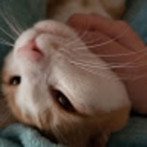 Meet your Posher, Celeste